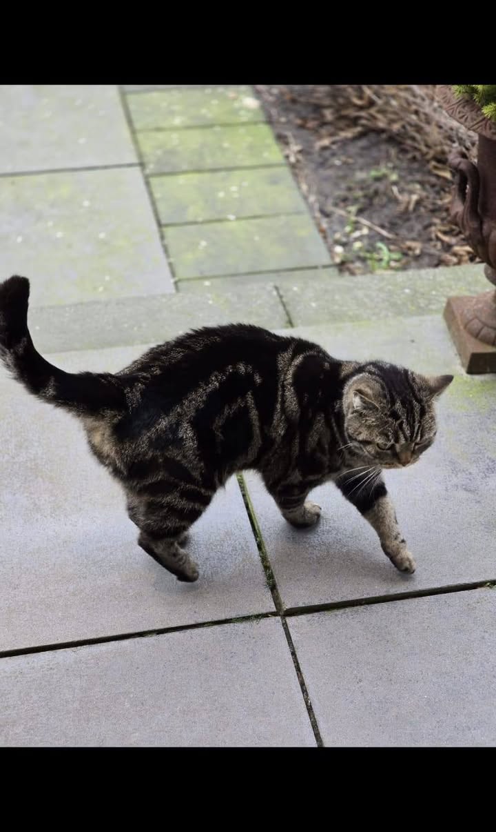 Facebook bericht afbeelding