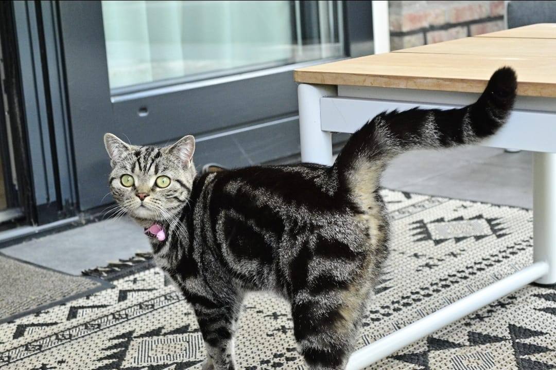 Facebook bericht afbeelding