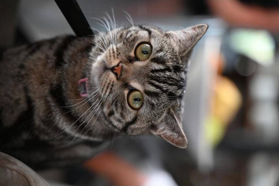 Facebook bericht afbeelding