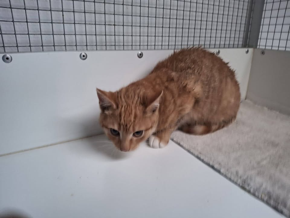 Facebook bericht afbeelding