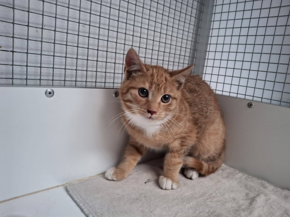 Facebook bericht afbeelding