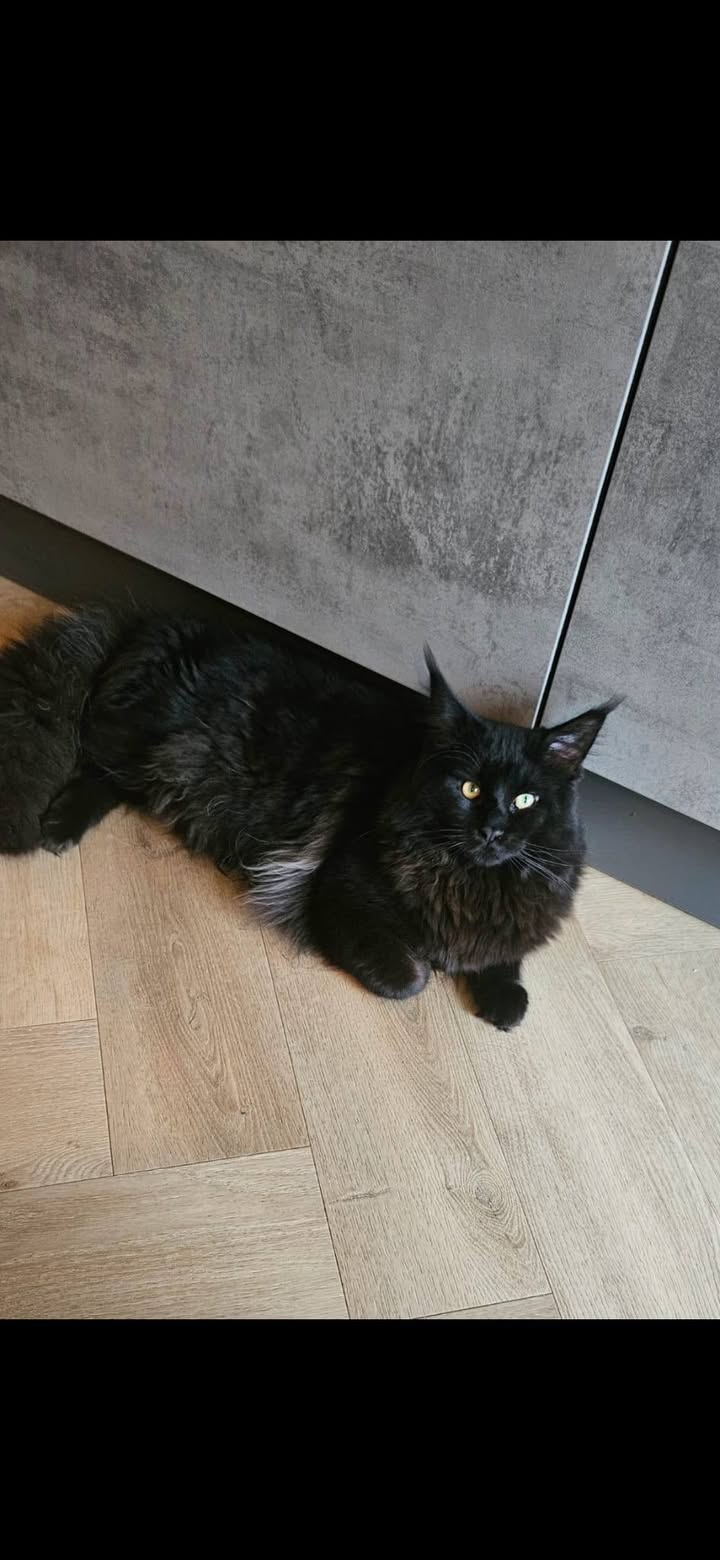 Facebook bericht afbeelding