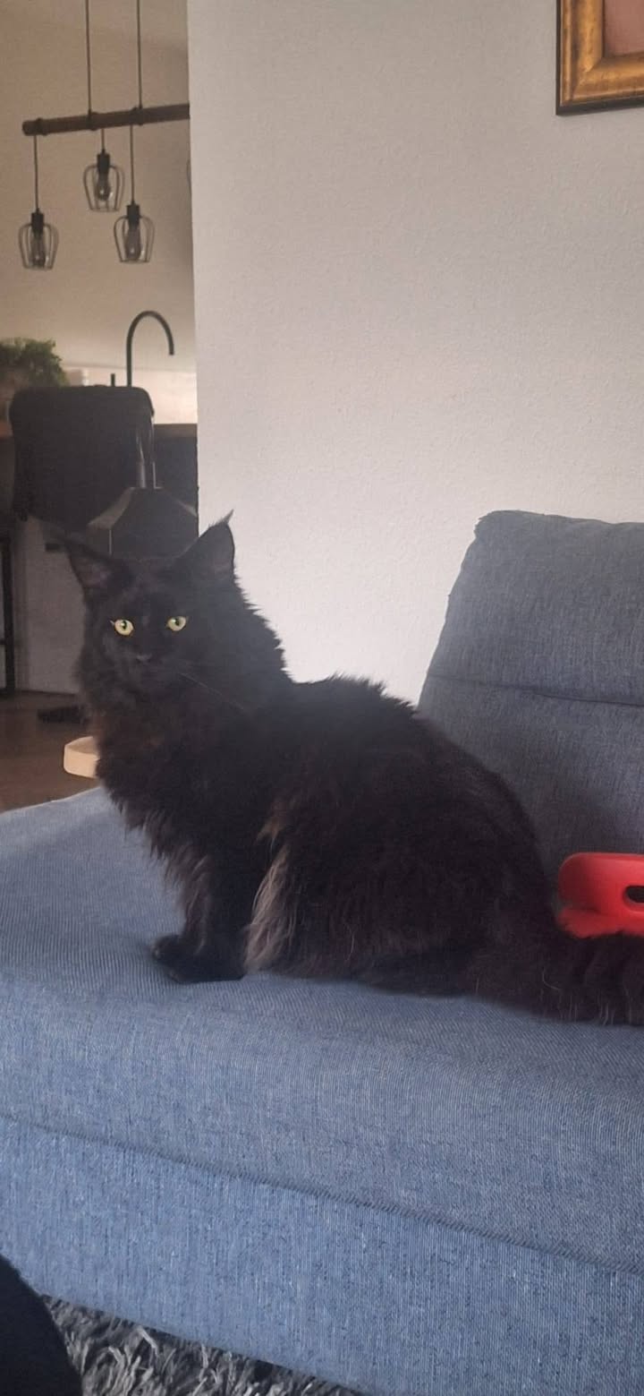 Facebook bericht afbeelding