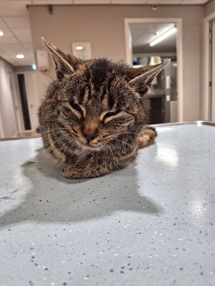 Facebook bericht afbeelding