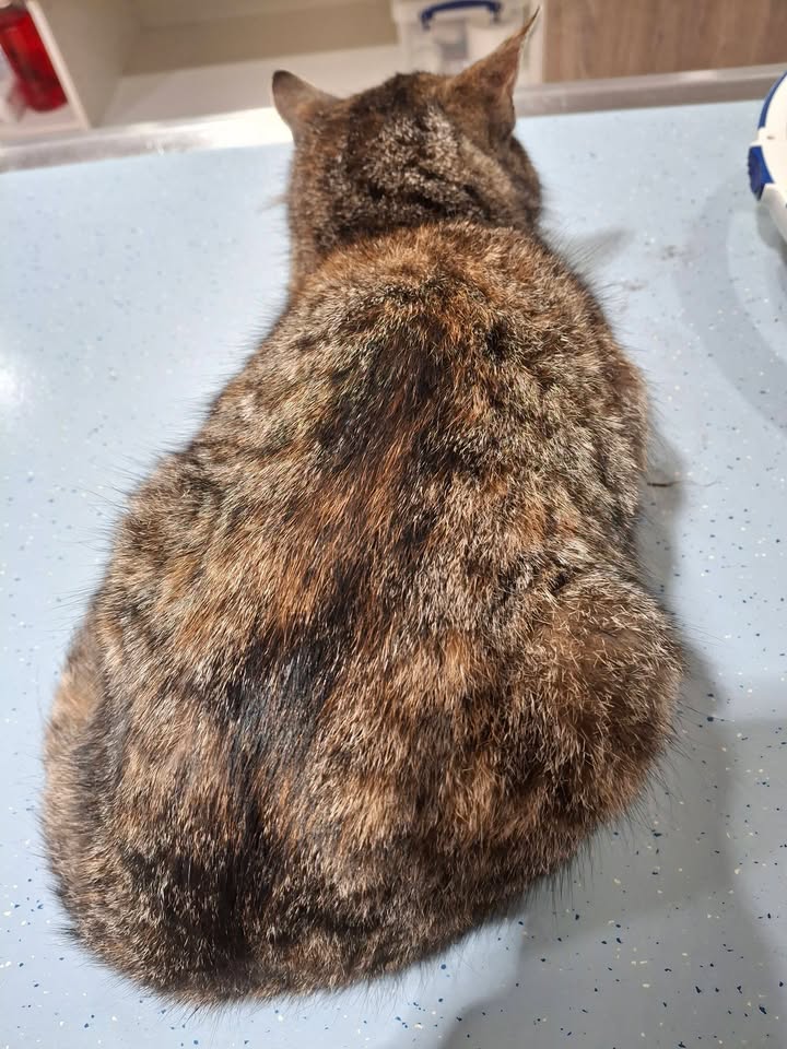 Facebook bericht afbeelding