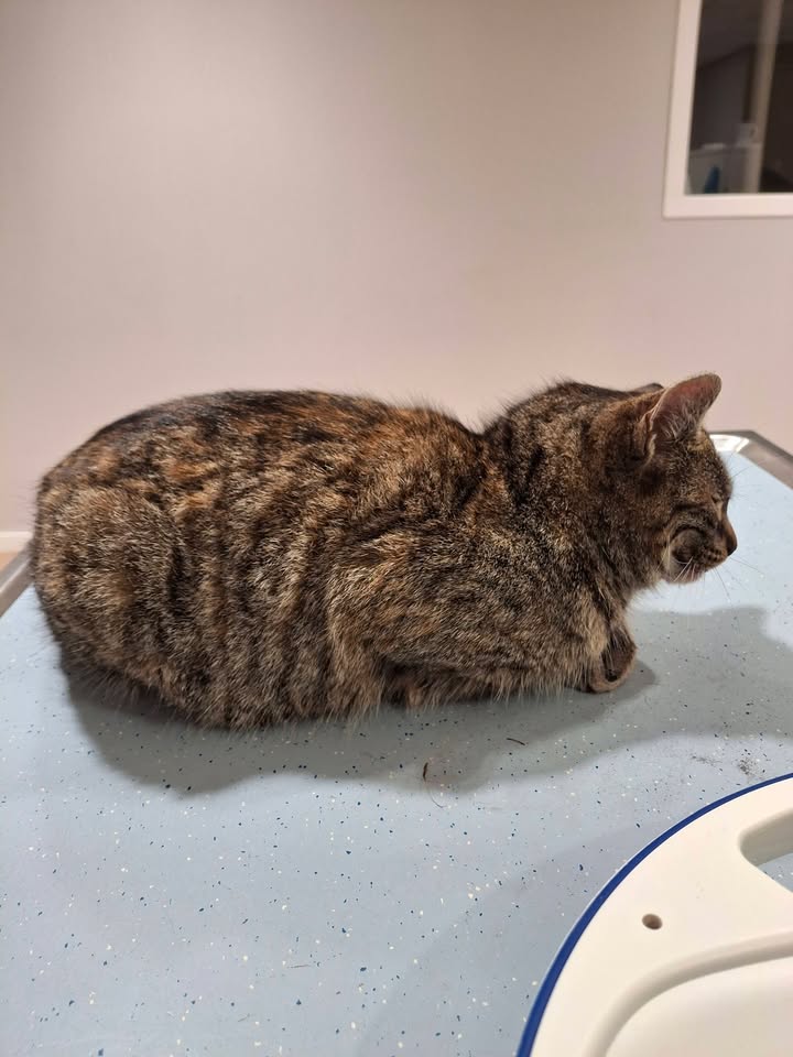 Facebook bericht afbeelding