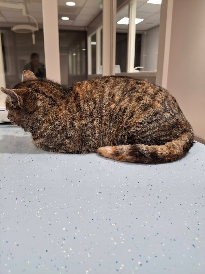 Facebook bericht afbeelding