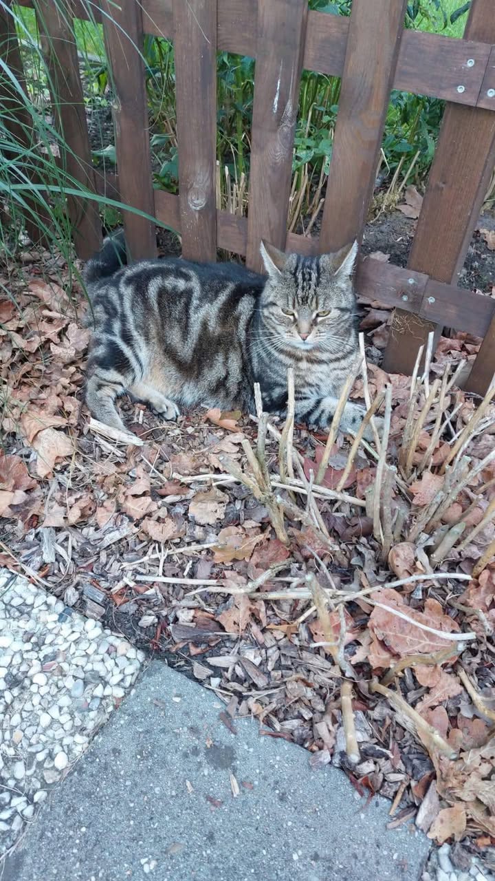 Facebook bericht afbeelding