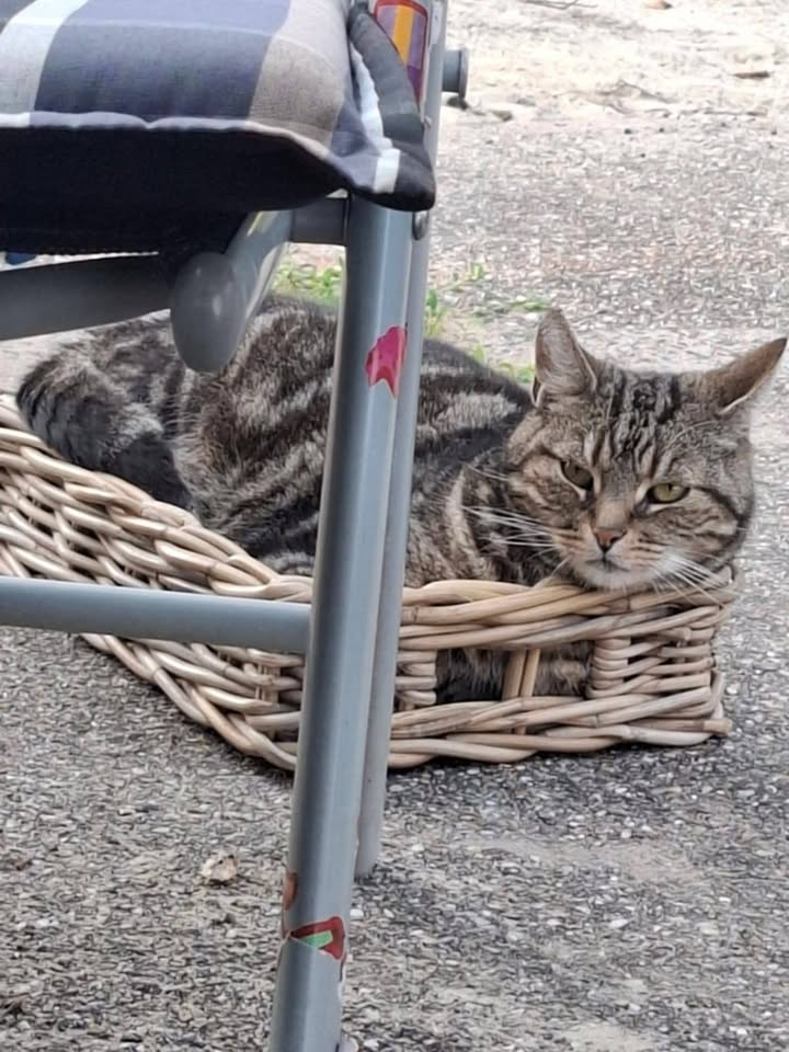 Facebook bericht afbeelding