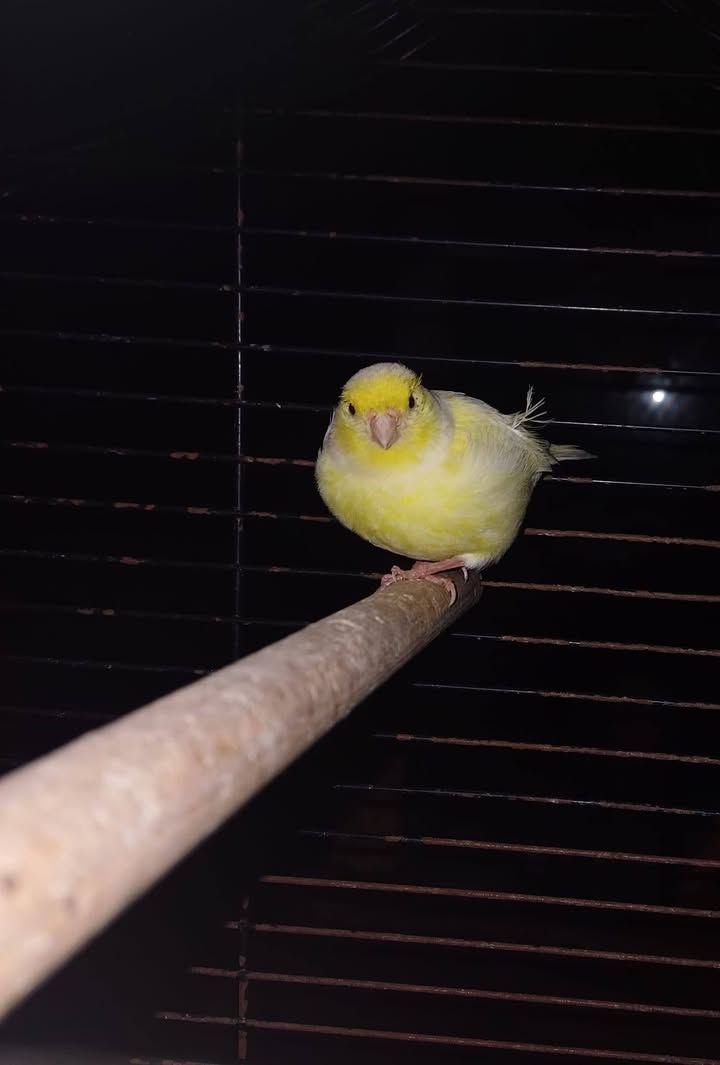 Facebook bericht afbeelding