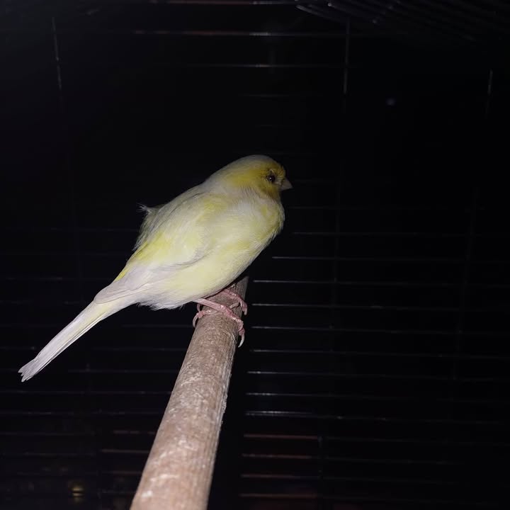 Facebook bericht afbeelding