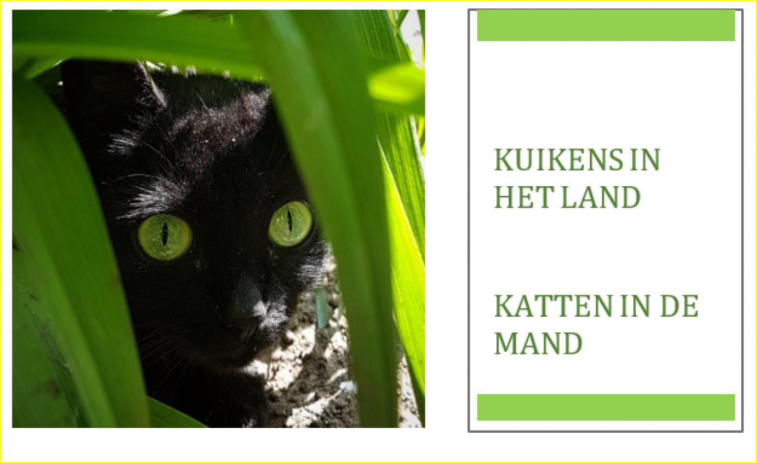 kat in de mand