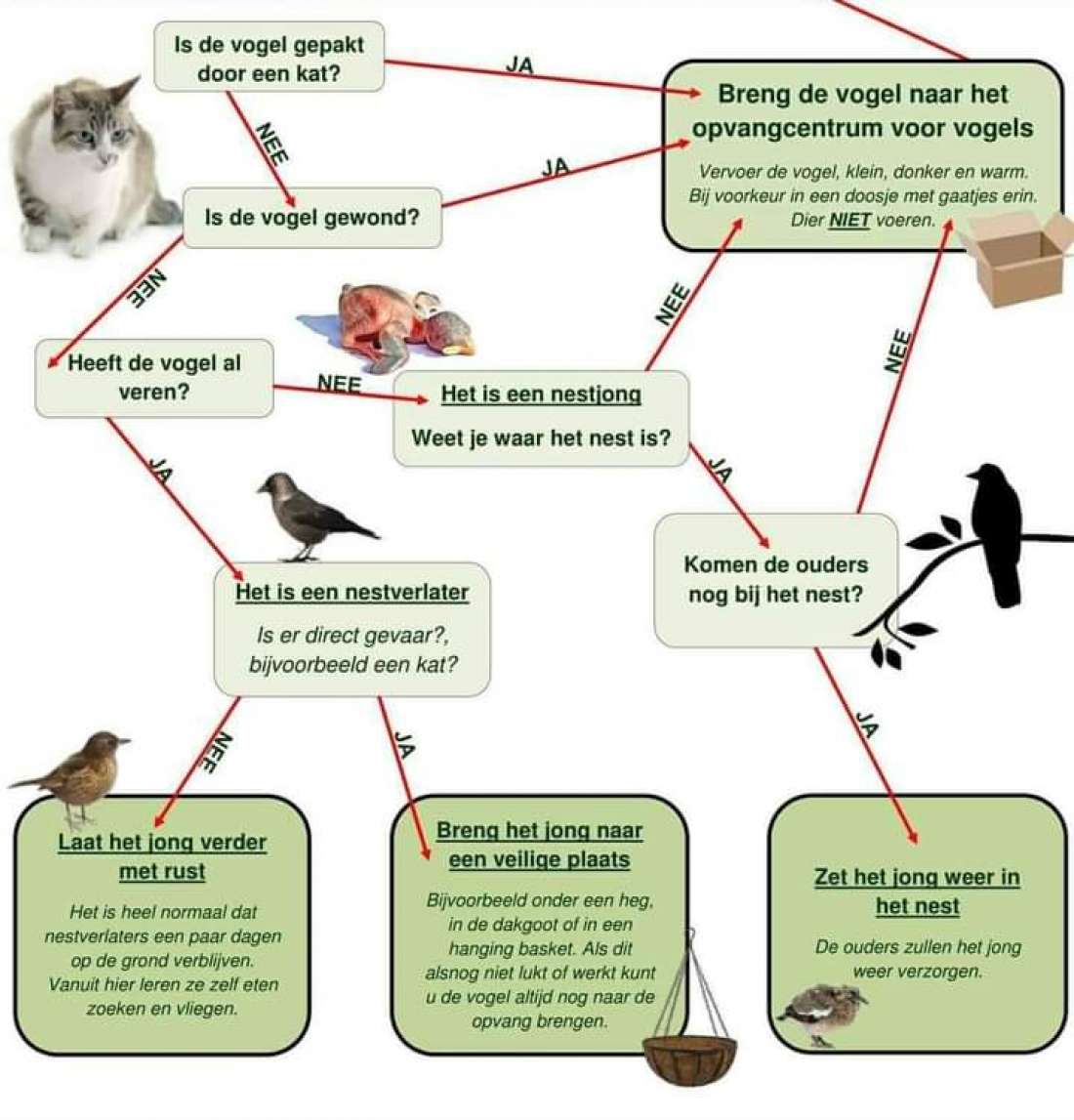 Stroomschema Jonge vogels